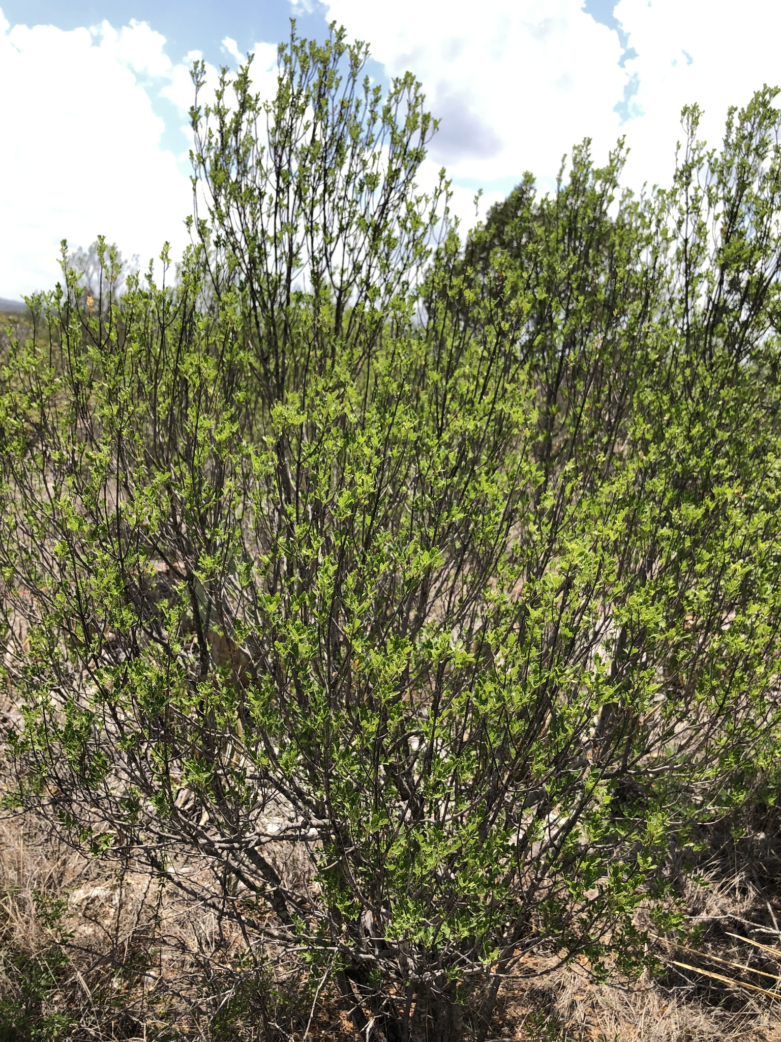 Fraxinus greggii 